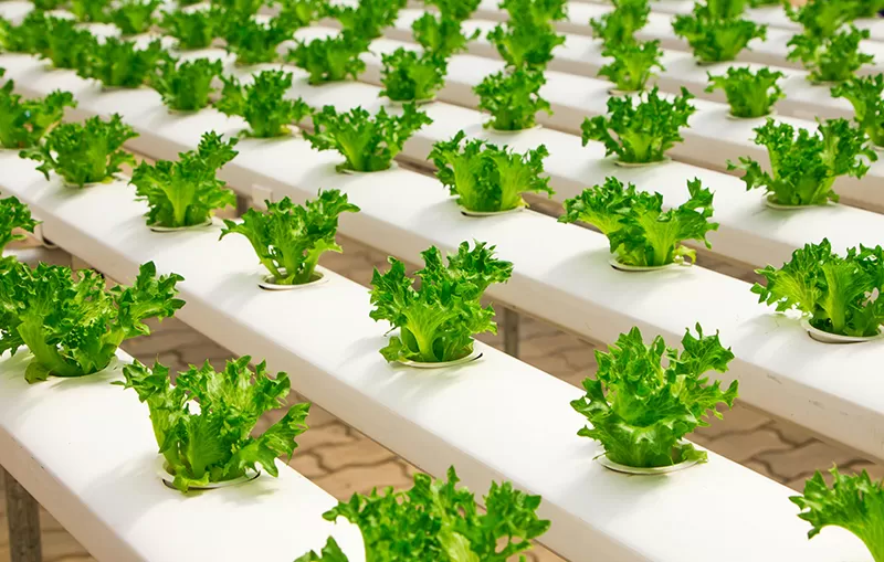 Agricultura
